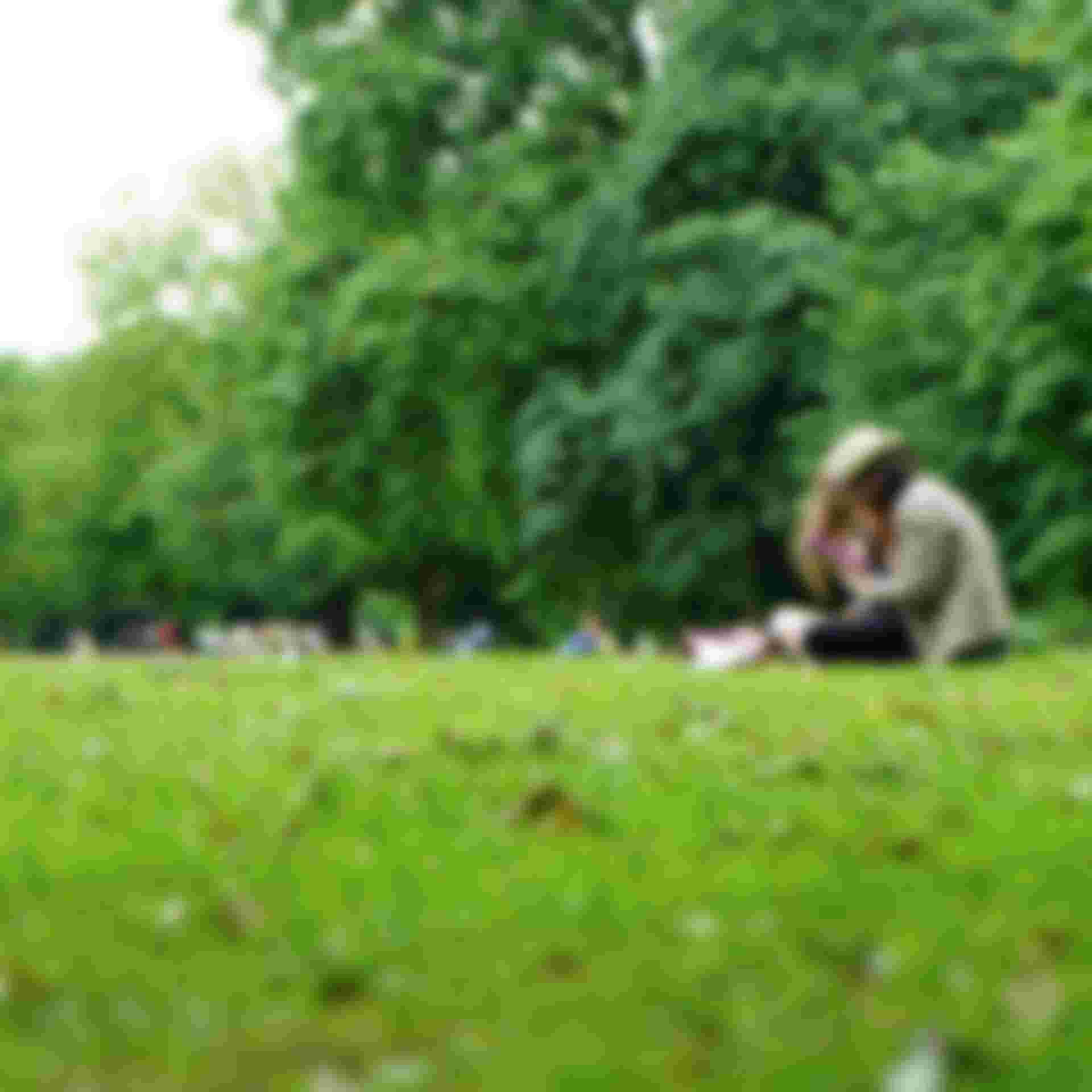 Green grass at park