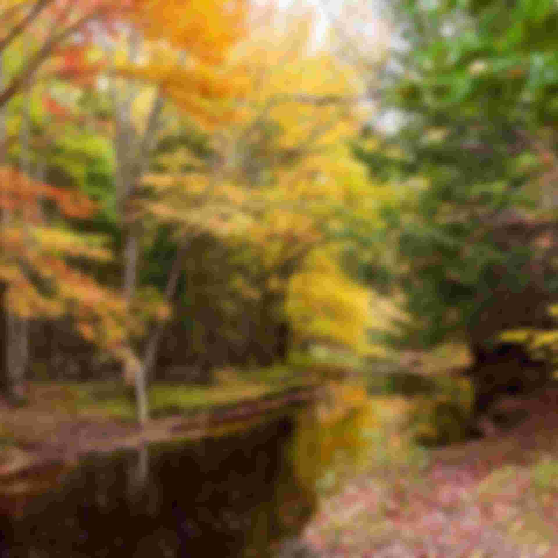 Dobson Crossing Nature