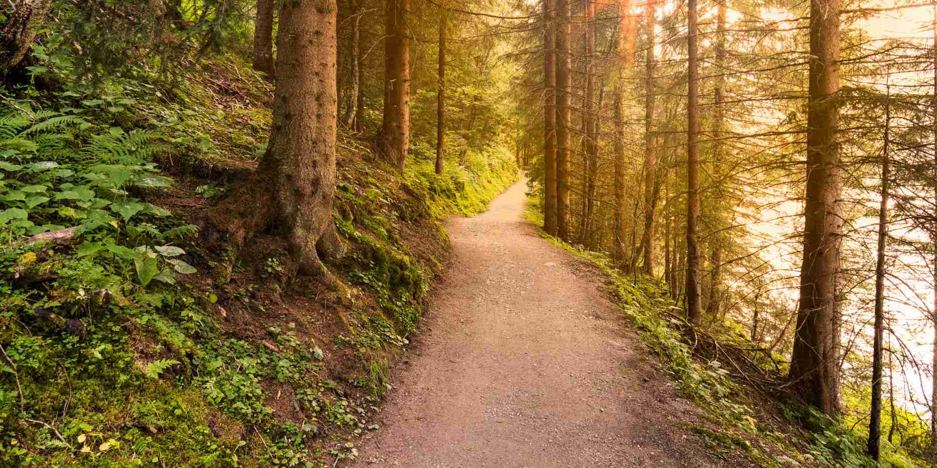 Neighbourhood - forest-trail